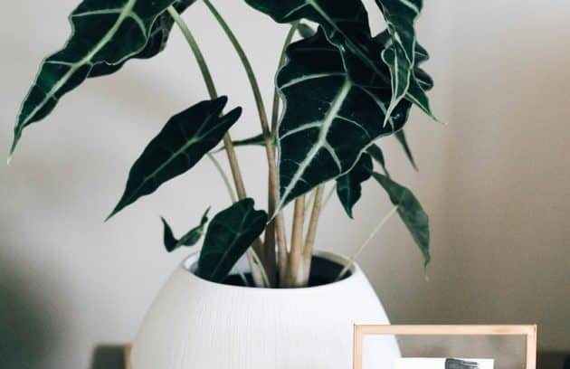 green leaf potted plant on white wooden table beside photo frame