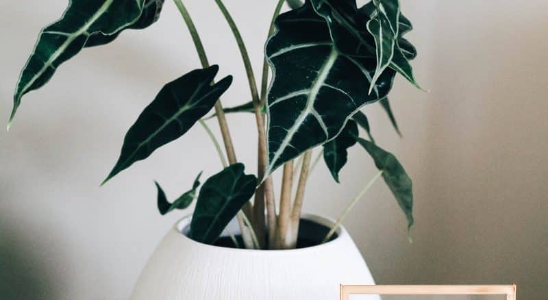 green leaf potted plant on white wooden table beside photo frame