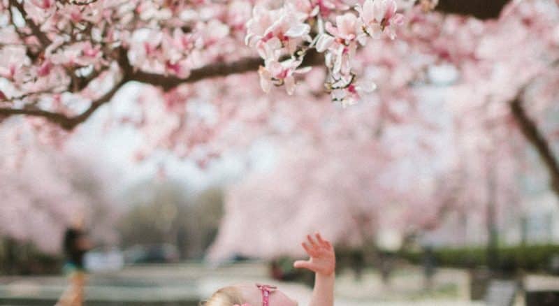 girl under cherry blossom tree