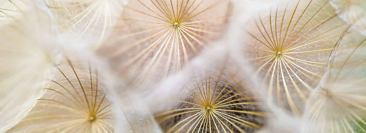 white dandelion flowers