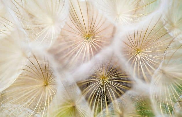 white dandelion flowers