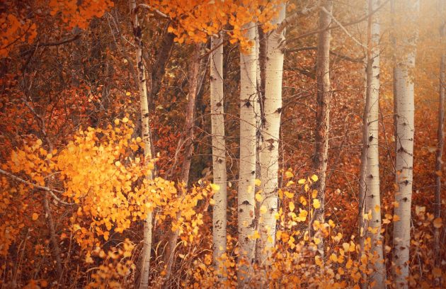 orange leaf trees