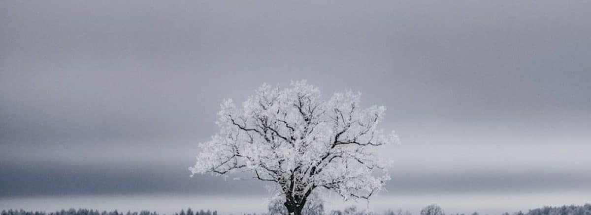 a lone tree stands alone in a snowy field