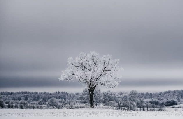 a lone tree stands alone in a snowy field