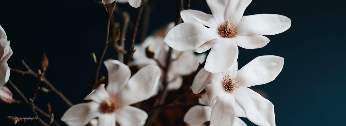 a bunch of white flowers in a vase