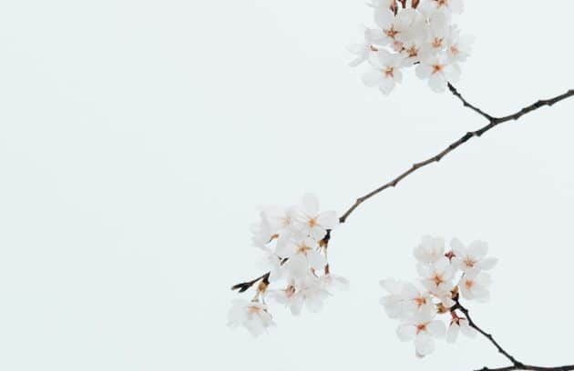 a branch of a tree with white flowers