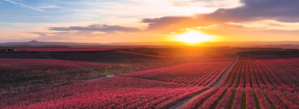 the sun is setting over a field of flowers