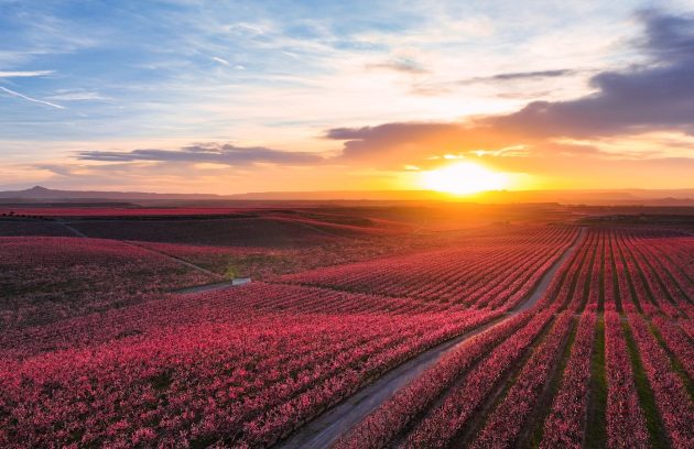 the sun is setting over a field of flowers