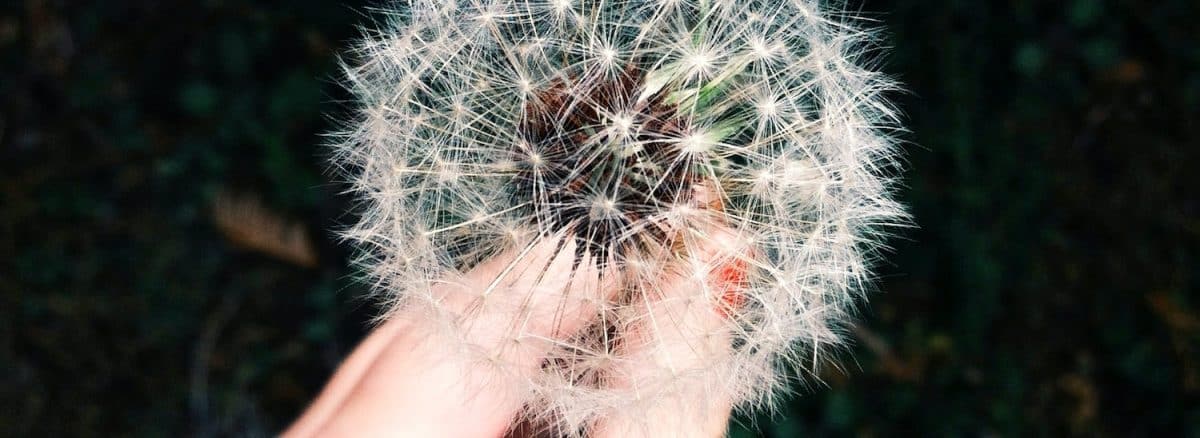 person holding white dandelion flower