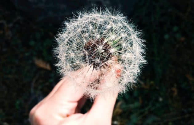 person holding white dandelion flower