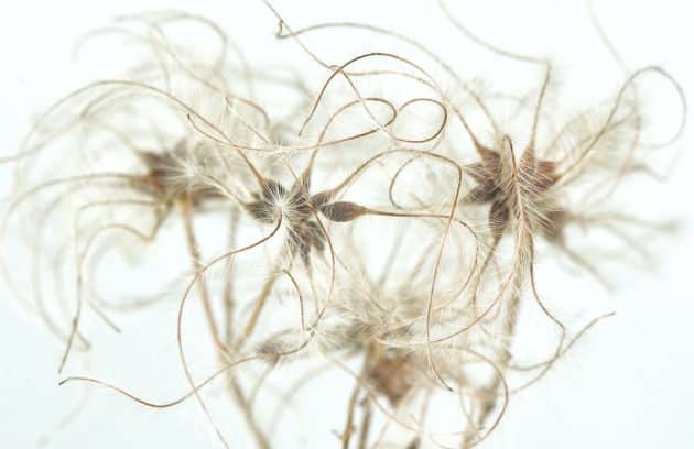 a close up of a bunch of flowers on a white background