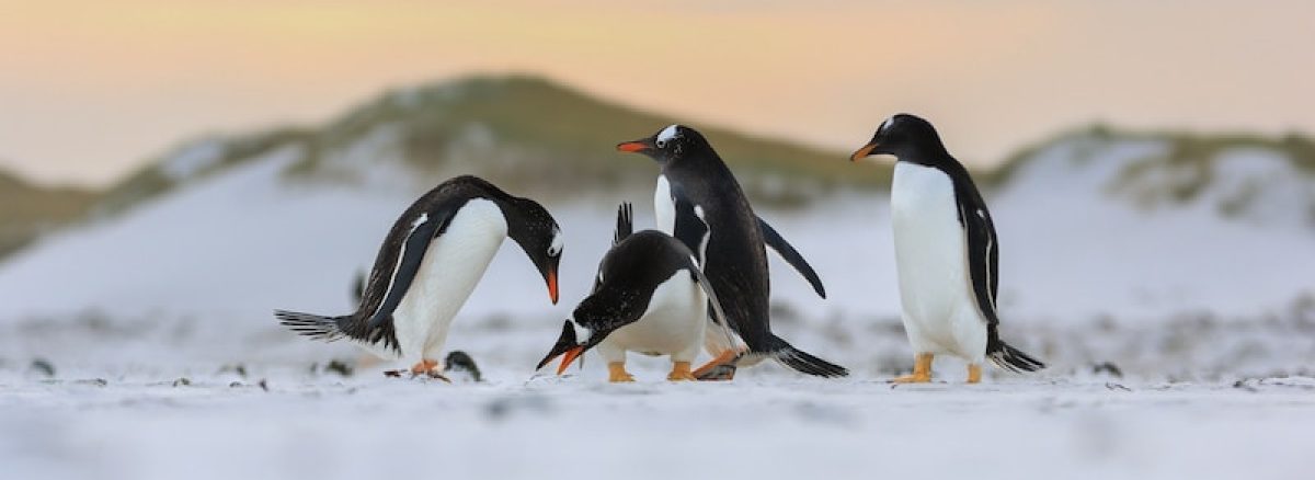 a group of penguins walking across a snow covered field