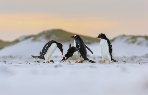 a group of penguins walking across a snow covered field