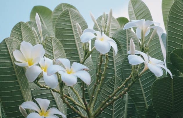 a bunch of flowers that are on a tree