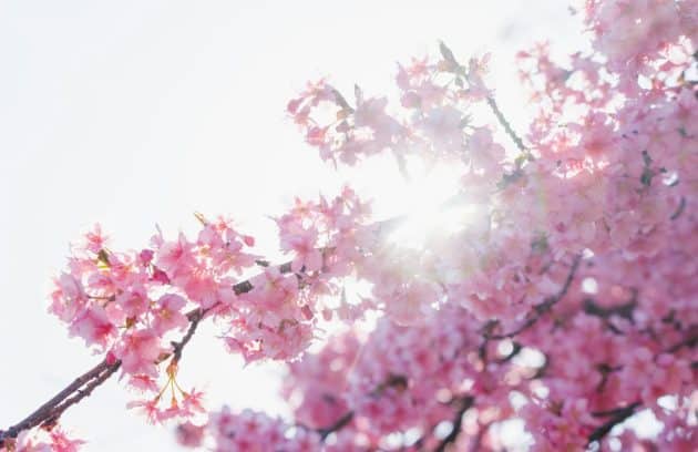 the sun shines through the branches of a blossoming tree