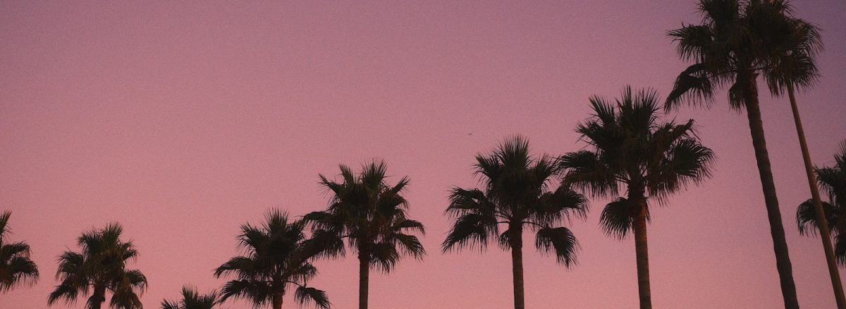 a row of palm trees against a pink sky