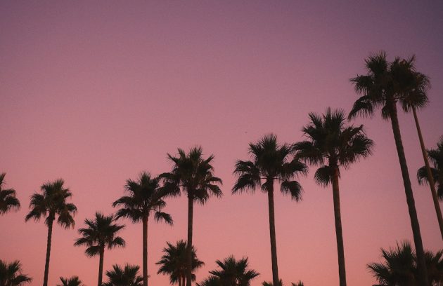 a row of palm trees against a pink sky