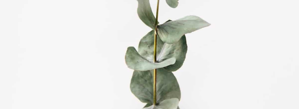 a green plant with leaves on a white background