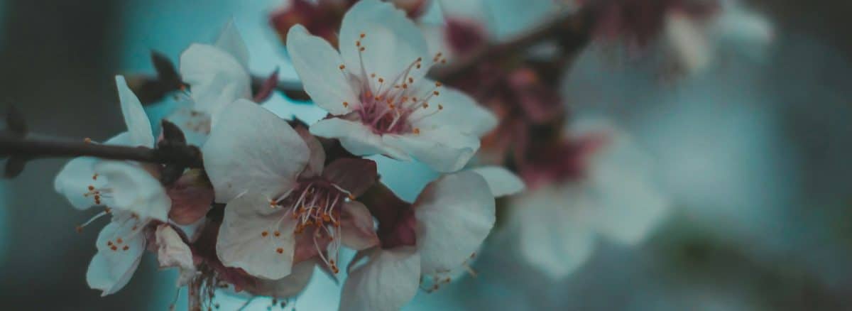 focused photo of a white petaled flowers