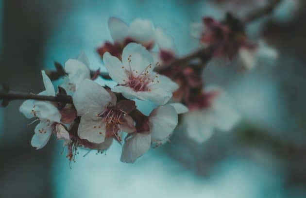 focused photo of a white petaled flowers