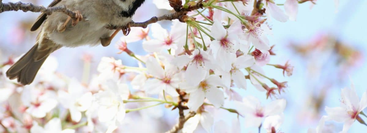 brown and white bird on white and pink flowers