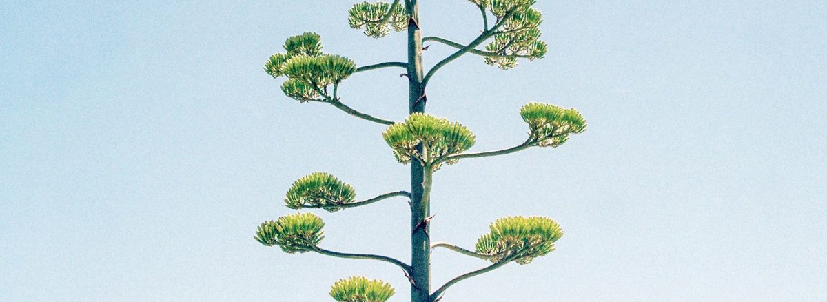 a tall green plant with lots of leaves