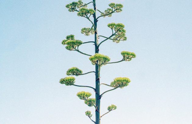 a tall green plant with lots of leaves