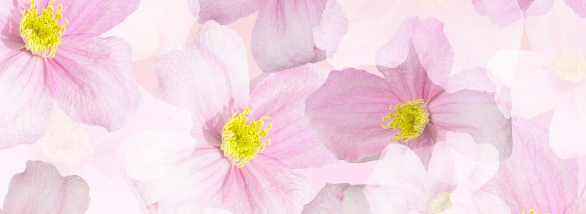 a group of pink and white flowers on a pink background