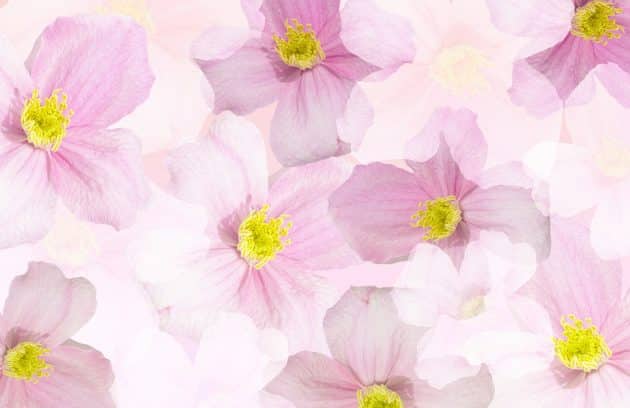 a group of pink and white flowers on a pink background