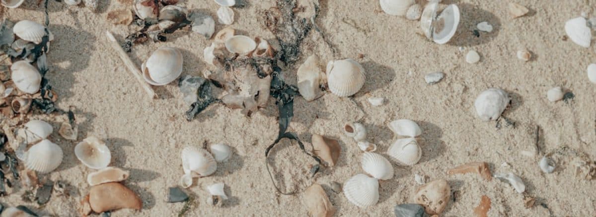 shells and seaweed on a sandy beach