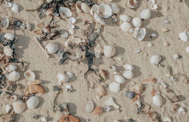 shells and seaweed on a sandy beach